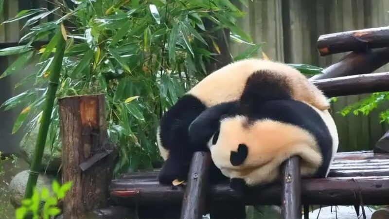 Chengdu: Panda Breeding Base Private Guided Tour - Practical Details and Value