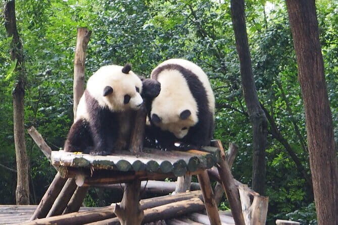 Chengdu Panda Breeding Base Ticket w/ Optional Transfer or Guide - Good To Know