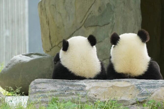 Chengdu Panda Breeding Base Ticket w/ Optional Transfer or Guide - FAQ