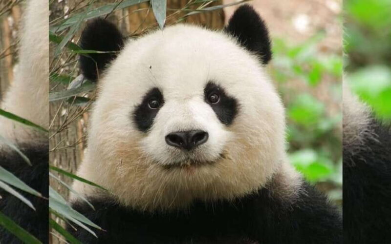 Chengdu: Panda Breeding Base Tickets Booking - A Full Breakdown: What Makes This Tour Stand Out?