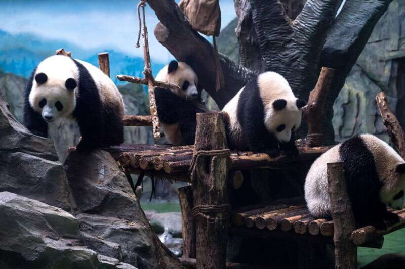 Chengdu: Panda Breeding Base Tickets Booking - The Experience of Visiting the Panda Base