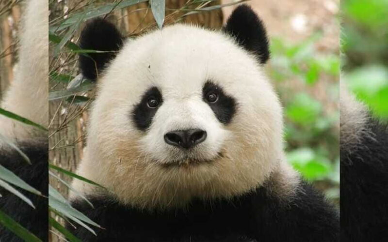 Chengdu: Panda Breeding Base Tickets Booking - Who Will Love This Experience?
