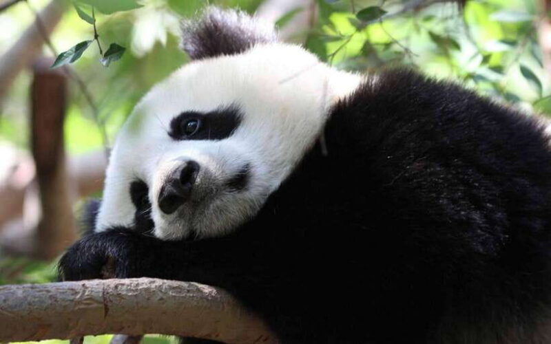 Chengdu: Panda Breeding Base Tickets Booking - FAQs