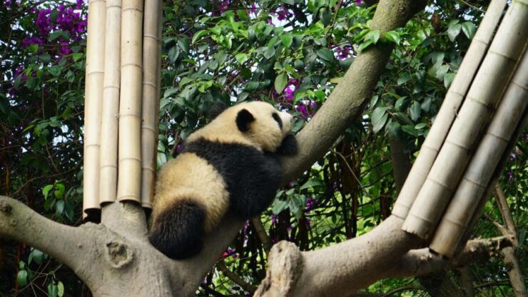 Chengdu: Panda Breeding Base Tickets With Guide/Transfer - Booking Options