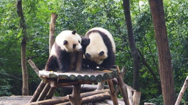 Chengdu: Panda Breeding Base Tickets With Guide/Transfer - Booking Information