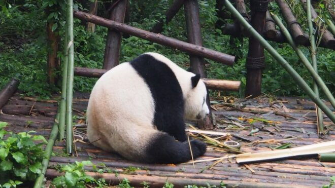 Chengdu: Panda Breeding Base Tickets With Guide/Transfer - Provider Information