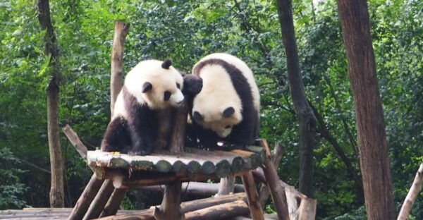 Chengdu: Panda Breeding Base Tickets With Guide/Transfer - Frequently Asked Questions