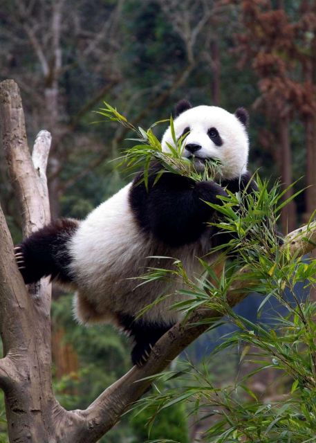 Chengdu Panda Breeding Center Tour Option Panda Volunteer - Tour Highlights