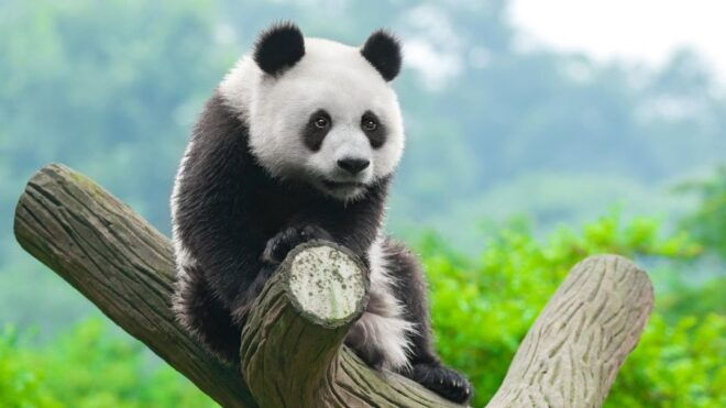 Chengdu Panda Breeding Center Tour Option Panda Volunteer - Customer Reviews