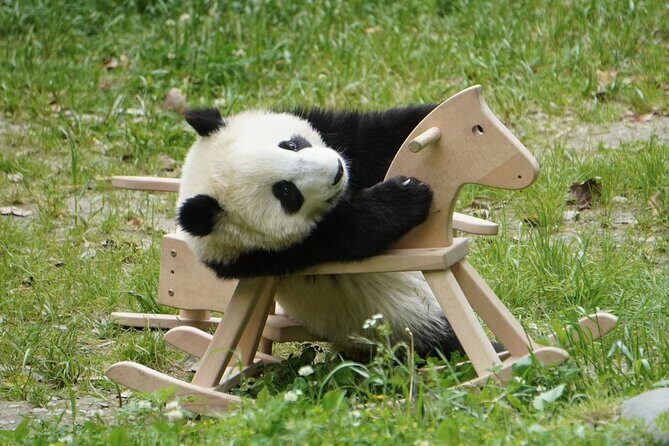 Chengdu: Panda Center Layover transfer from CTU/TFU Airport - Good To Know