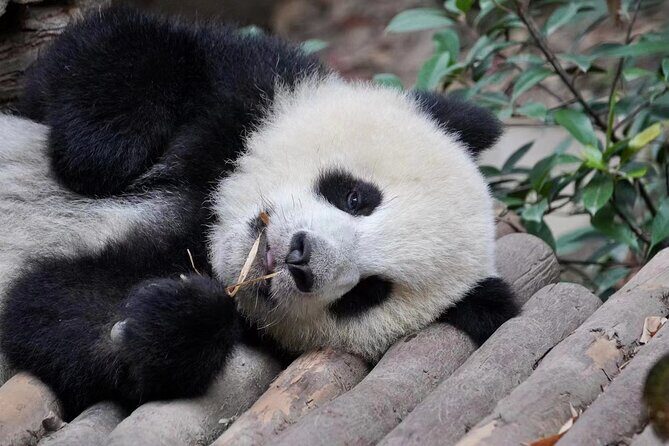 Chengdu: Panda Center Layover transfer from CTU/TFU Airport - Who Is This Tour Best Suited For?