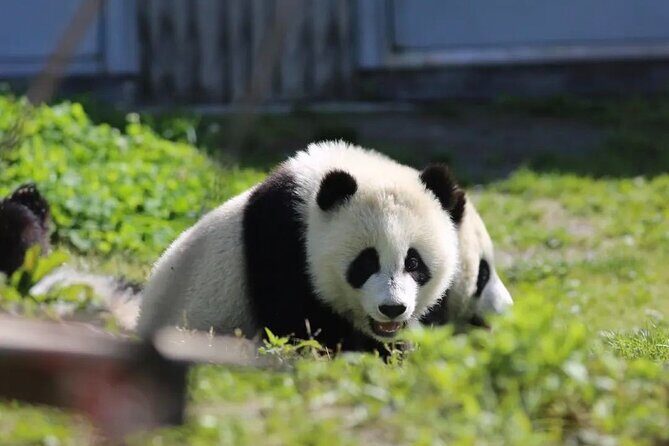 Chengdu Panda & Leshan Giant Buddha Premium Private Day Tour - From Comfort to Convenience: Vehicle & Service