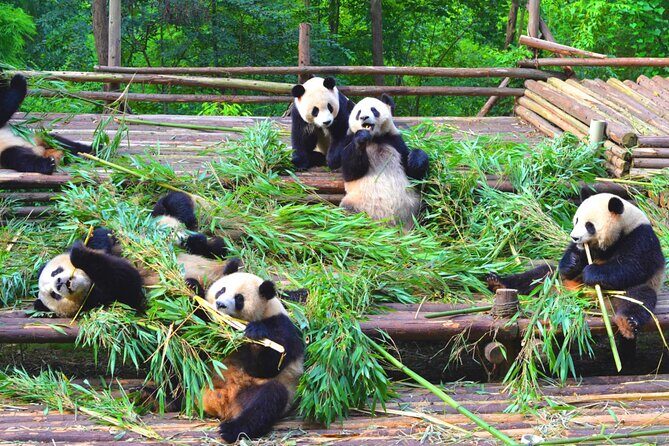 Chengdu Panda & Leshan Giant Buddha Premium Private Day Tour - Value and Cost Analysis