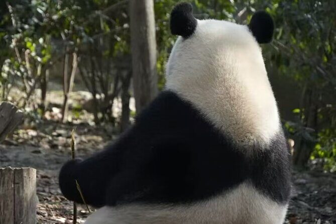 Chengdu Panda Park Bus Tour with Option Leshan Giant Buddha - Final Thoughts