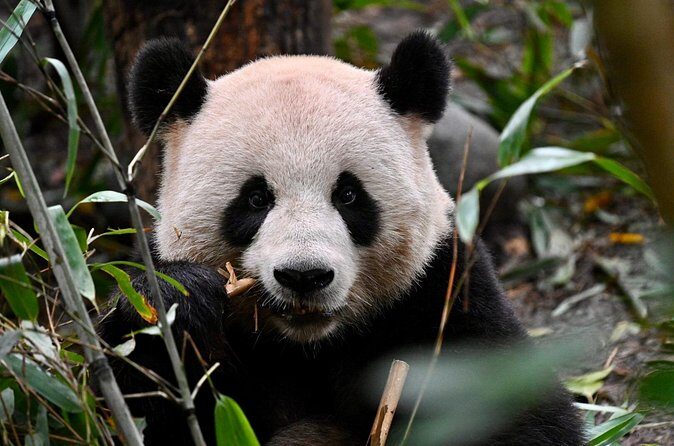 Chengdu Panda Park Bus Tour with Option Leshan Giant Buddha - Practical Considerations