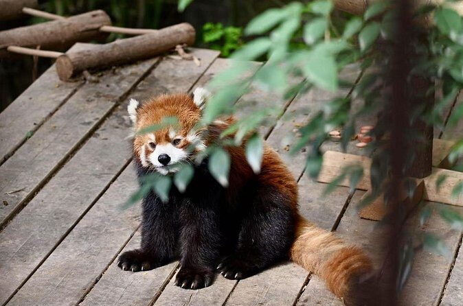 Chengdu Panda Park Bus Tour with Option Leshan Giant Buddha - Final Thoughts: Is This Tour Worth It?