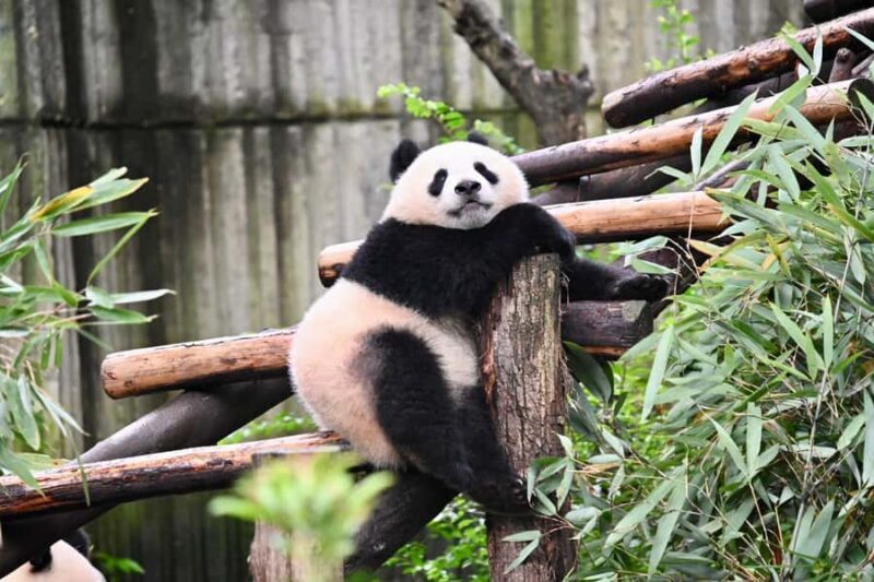 Chengdu: Panda Park & Optional Leshan Giant Buddha Tour - Good To Know