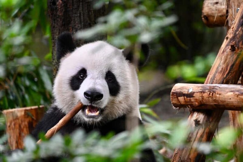 Chengdu: Panda Park & Optional Leshan Giant Buddha Tour - Final Thoughts