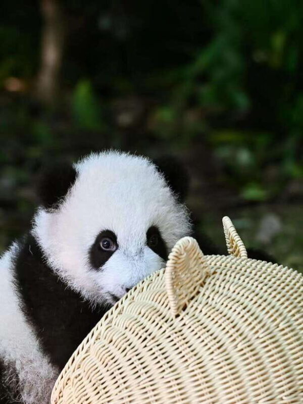 Chengdu: Panda Research Base Ticket or Private Transfer Tour - Why Choose This Tour?