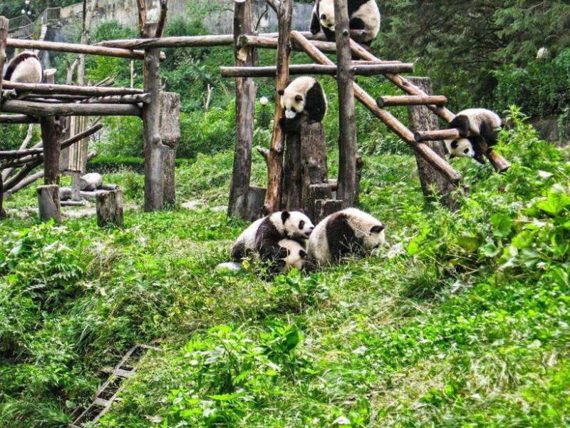 Chengdu: Panda Research Base Ticket or Private Transfer Tour - Transport and Practicalities