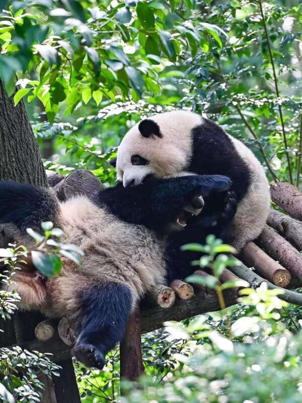 Chengdu: Panda Research Base Ticket or Private Transfer Tour - FAQs