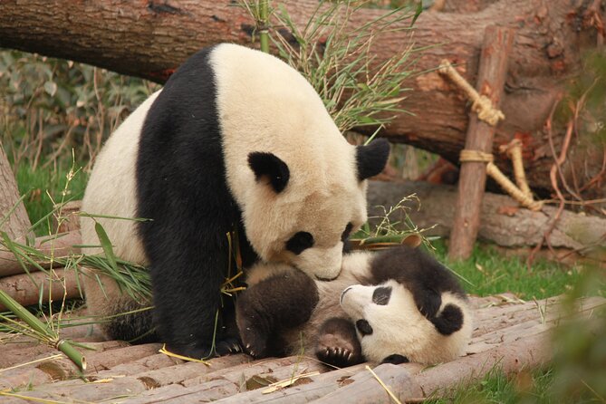 Chengdu Panda Research Base Tickets And Half Day Tour(Private) - Transportation and Meeting Point