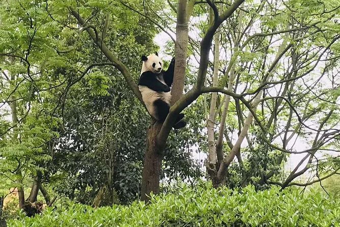 Chengdu Panda Research Center Half Day Trip - Key Highlights