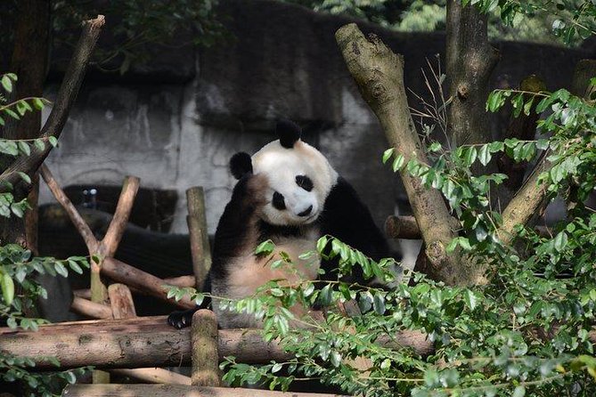 Chengdu Panda Tour and Taste Spicy Hotpot - What To Expect During the Tour