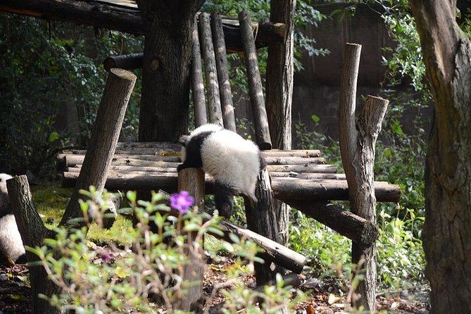 Chengdu Panda Tour and Taste Spicy Hotpot - Reviews and Ratings