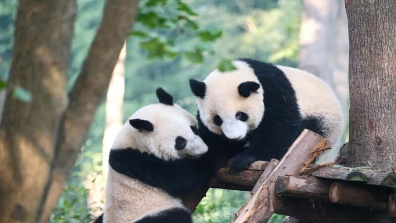 Chengdu: Pandas, Tea Life & Face-Changing Leisure Tour - Good To Know
