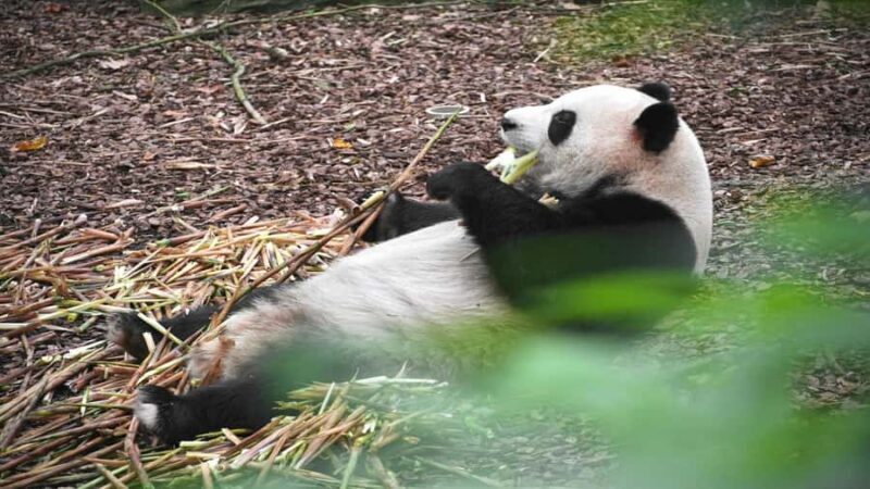 Chengdu: Pandas, Tea Life & Face-Changing Leisure Tour - A Day in Chengdu: What to Expect