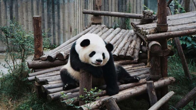 Chengdu: Pandas, Tea Life & Face-Changing Leisure Tour - Good To Know