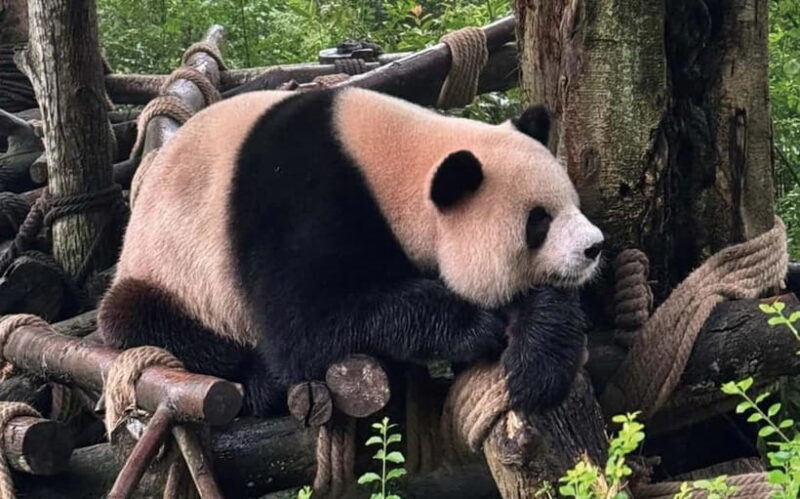 Chengdu Pandas&Dujiangyan Private Tour with Blue Tears - The Sum Up