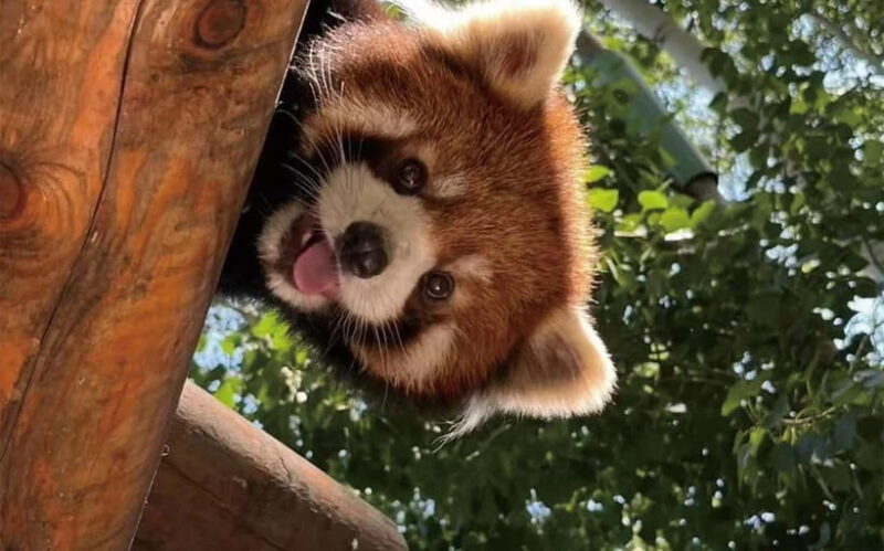 Chengdu Pandas&Dujiangyan Private Tour with Blue Tears - Exploring the Highlights: What You Can Expect