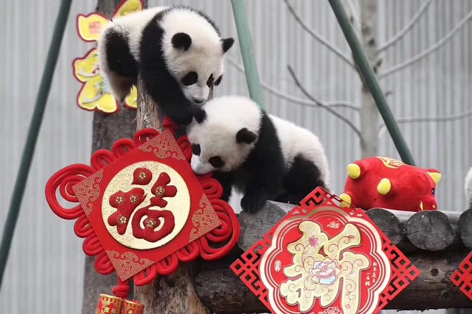 Chengdu Private Day Tour: Du Jiang Yan Panda Base and Qingcheng Mountain - Panda Encounter