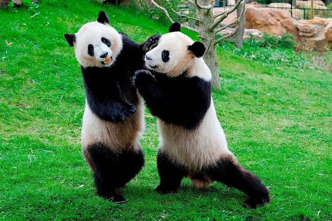 Chengdu Private Day Tour to Panda Base With Optional Volunteer - Good To Know