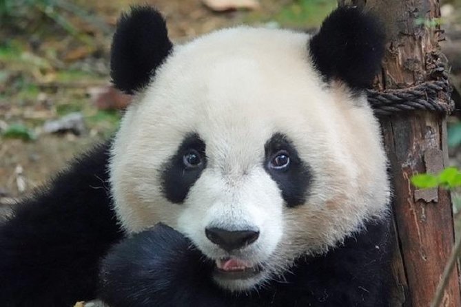 Chengdu Private Full Day Panda Breeding Center and Sanxingdui Museum Tour - Tour Highlights