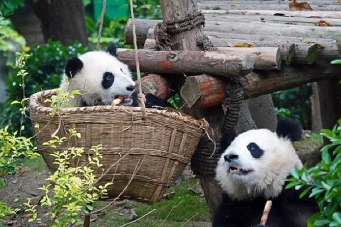Chengdu Private Full Day Panda Breeding Center and Sanxingdui Museum Tour - Reviews and Ratings
