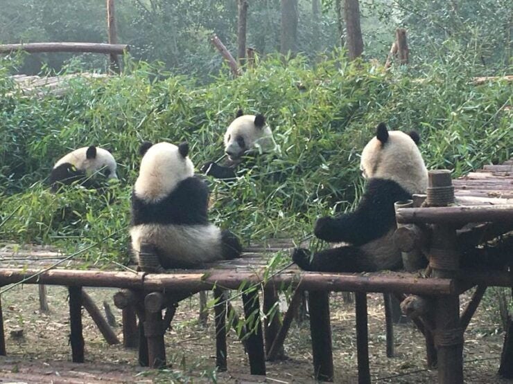 Chengdu: Private Full-Day Panda, City, Museum, & Park Tour - Good To Know