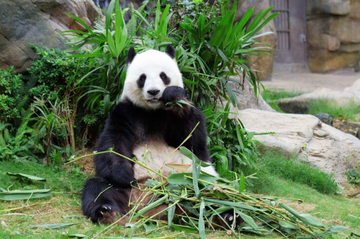 Chengdu: Private Full-Day Panda, City, Museum, & Park Tour - Tour Details