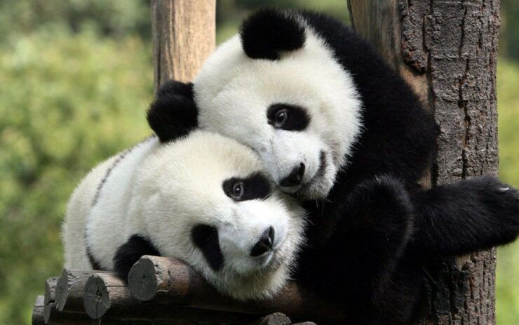 Chengdu: Private Full-Day Panda, City, Museum, & Park Tour - Activity Highlights