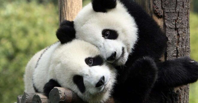 Chengdu: Private Full-Day Panda, City, Museum, & Park Tour - Traveler Review