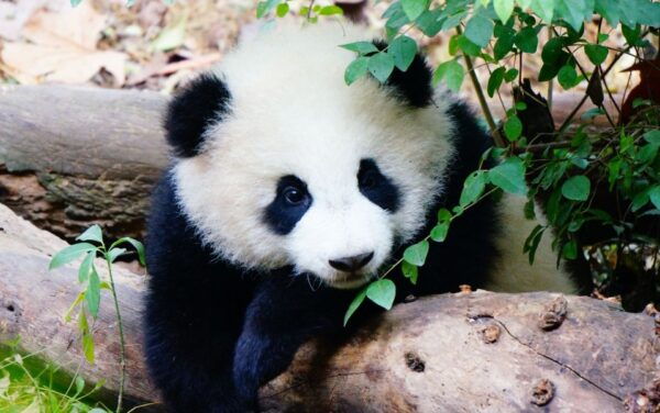 Chengdu: Private Full-Day Panda, City, Museum, & Park Tour - The Sum Up