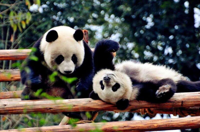 Chengdu: Private Kung Fu Panda Movie Tour with Guide - Good To Know