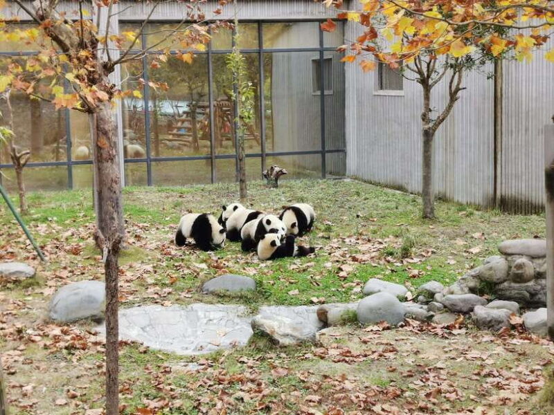 Chengdu: Private Panda Tour at Panda Breeding Base - Why This Tour Offers Great Value