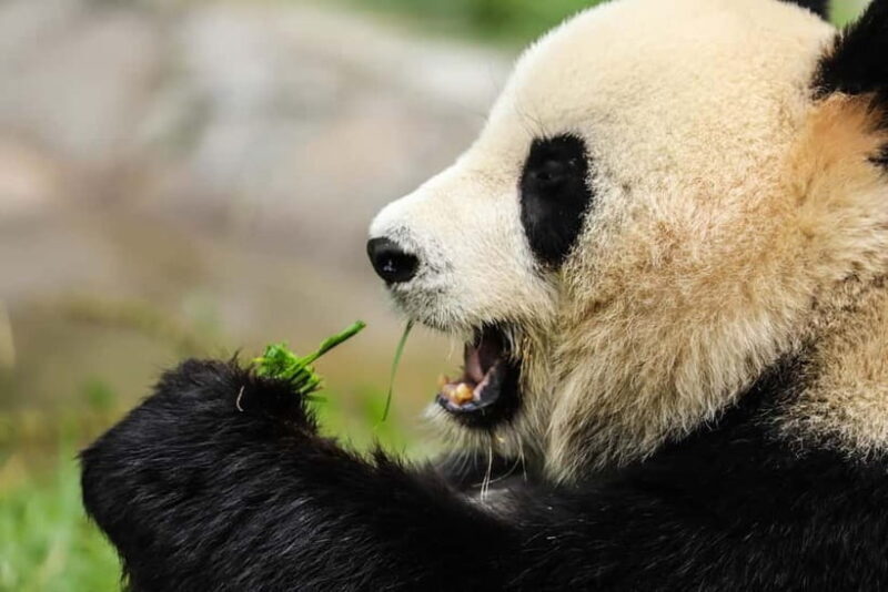 Chengdu Private Tour: Meet Pandas+Hike Qingcheng Front/Back - Good To Know