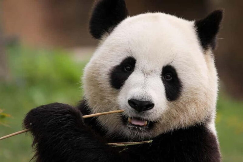 Chengdu Private Tour: Meet Pandas+Hike Qingcheng Front/Back - An Authentic Day in Chengdu: Pandas & Qingcheng Mountain
