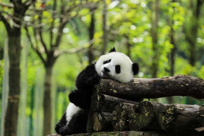 Chengdu Private Tour: Meet Pandas+Hike Qingcheng Front/Back - FAQ