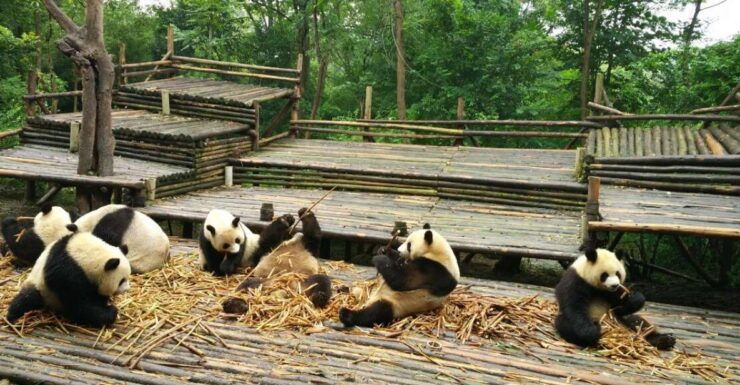 Chengdu Private Tour of Leshan Buddha and Panda Base - Tour Details