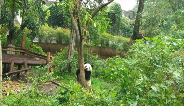 Chengdu Private Tour of Leshan Buddha and Panda Base - Highlights